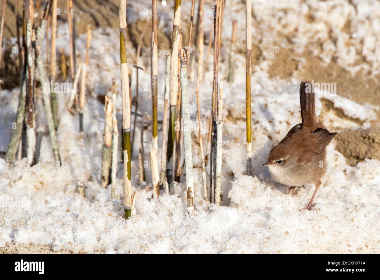 Cettia cetti (Cettia cetti), auf schneebedecktem Sandboden, Niederlande, Südholland, Berkheide Stockfoto