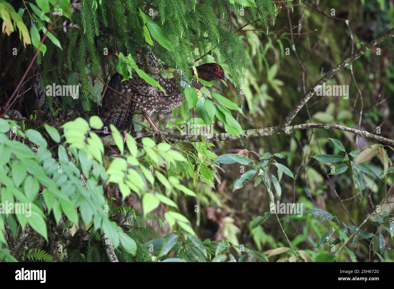 Cabot's Tragopan, Cabot's Horned Fasan, Chinese Tragopan, Fukien Tragopan, Gelbbauchtragopan (Tragopan caboti), weiblich im Regenwald, China, Stockfoto