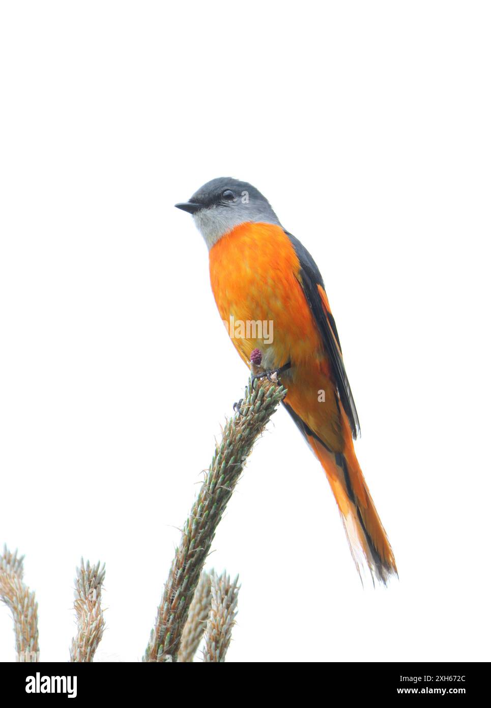 Gelbkehlenminivet (Pericrocotus solaris), männlich sitzend auf einem Zweig, China, Fujian, Naturschutzgebiet Emeifeng Stockfoto