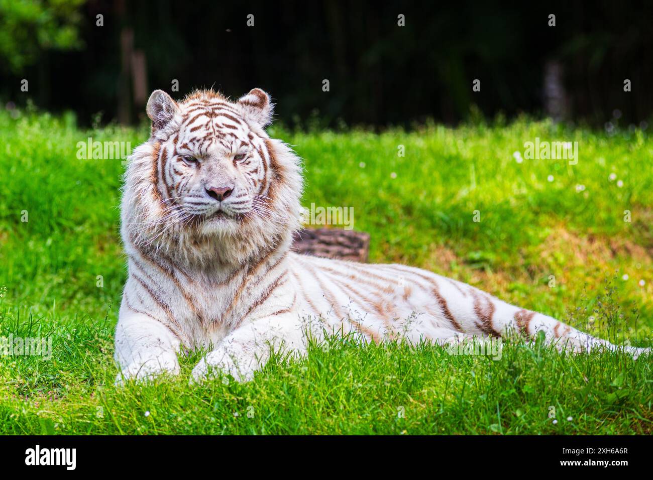 Entspannter weißer Tiger, der im grünen Gras liegt Stockfoto