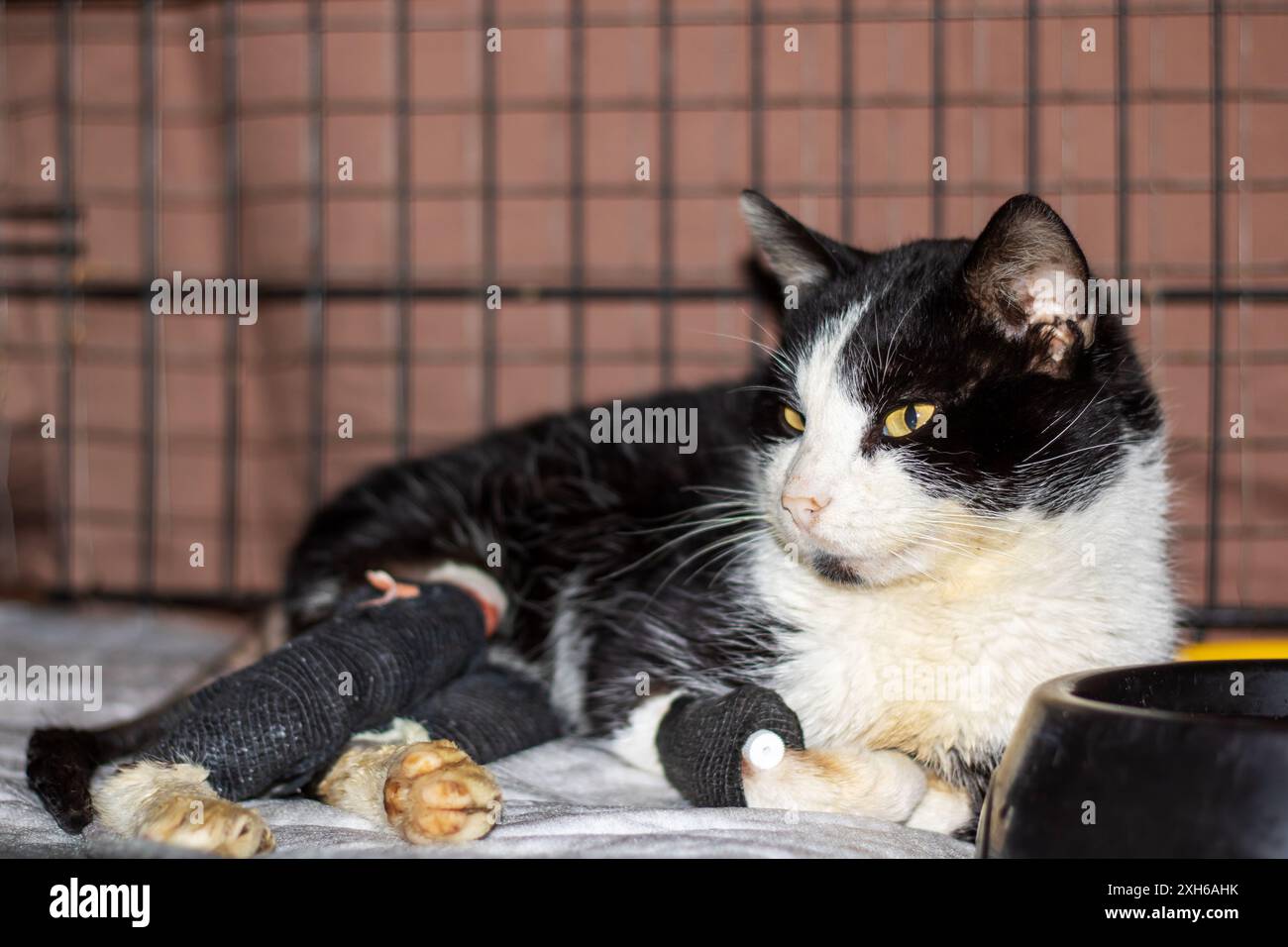 Eine schwarz-weiße Katze mit einem Verband um das Bein, mit Schnurrbart und Schwanz, die zur Familie Felidae gehört und ein fleischfressendes Wirbeltier Stockfoto