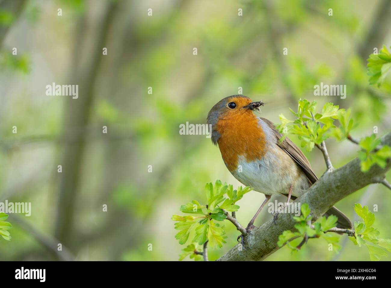 Naher, detaillierter Vorderblick des wilden elternrotkehlchens (Erithacus rubecula), der auf einem Ast im Frühlingswald thront und voller Käfer für hungrige Küken ist. Stockfoto