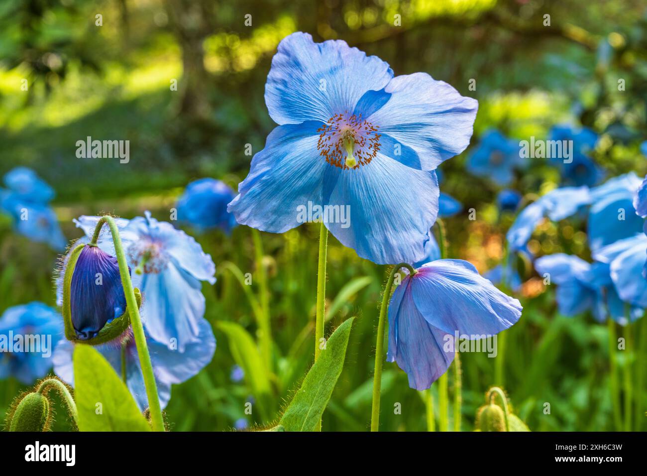 Blauer Himalaya-Mohn in Blüte im Dawyck Botanic Garden, Stobo, bei Peebles, Scottish Borders, Schottland, UK Stockfoto