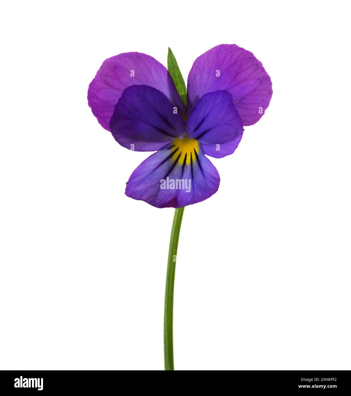 Blume der Viola Tricolor (Johnny Jump Up) isoliert auf weißem Hintergrund. Großer Freiheitsgrad Stockfoto