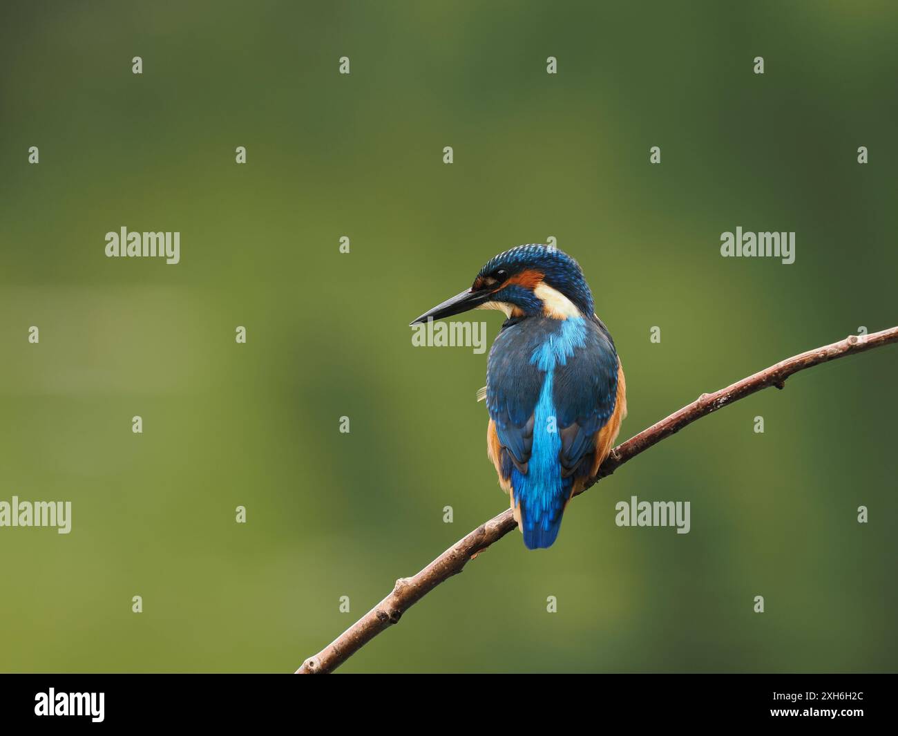 Jungvögel halten nach oben Ausschau nach Raubtieren und schauen für ihre nächste Mahlzeit ins Wasser. Stockfoto