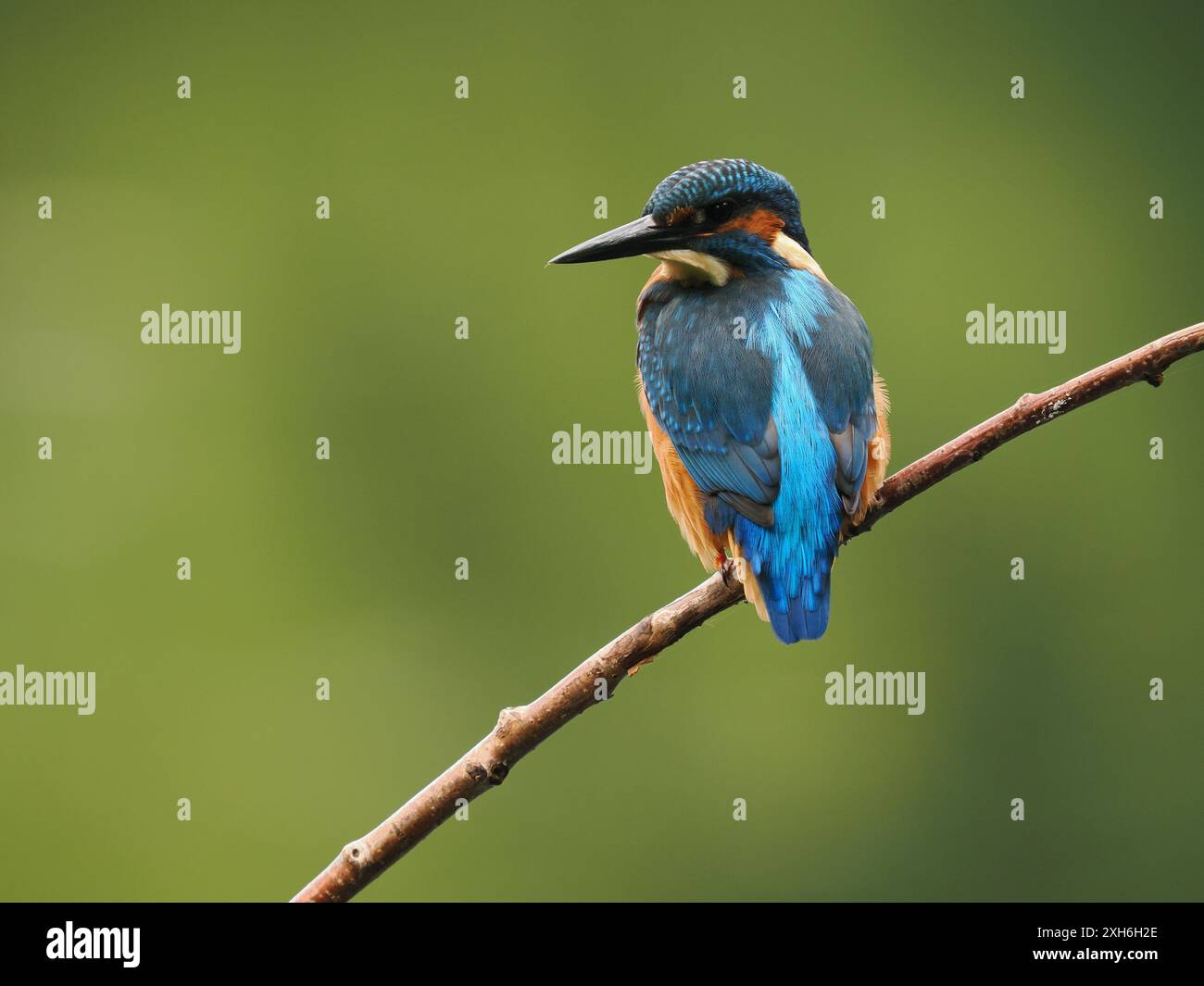 Jungvögel halten nach oben Ausschau nach Raubtieren und schauen für ihre nächste Mahlzeit ins Wasser. Stockfoto