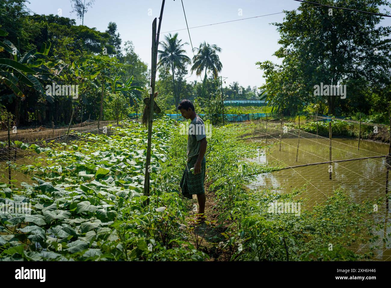 Ein indischer Bauer sieht sich an, wie er auf seiner Farm Gemüse bearbeitet. Das Konzept der Landwirtschaftskrisen in Indien und der Reisanbau Stockfoto