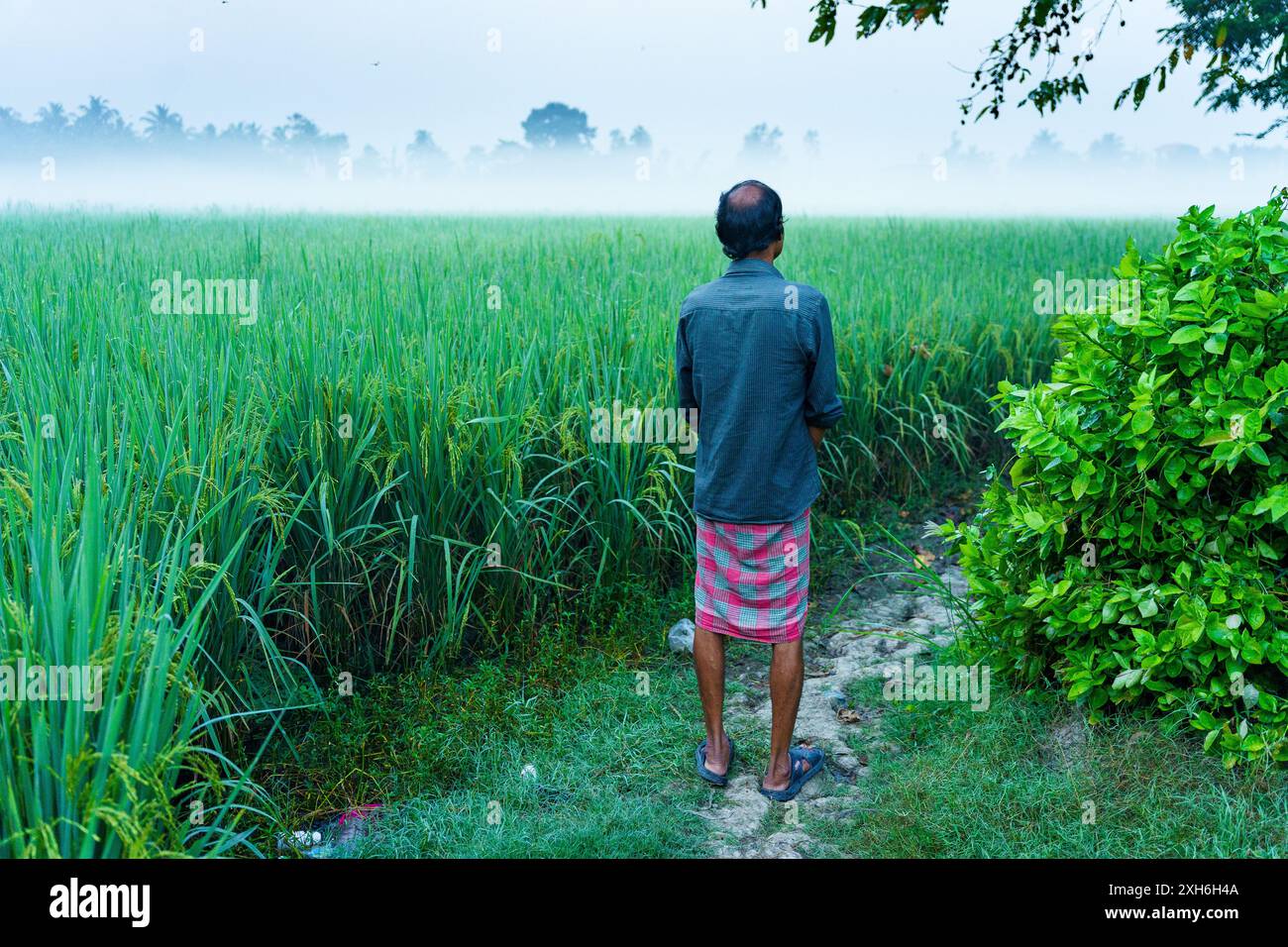 Ein indischer Bauer sieht nachdenklich aus und sieht auf einem Reisfeld aus. Das Konzept der Landwirtschaftskrisen in Indien und der Reisanbau Stockfoto
