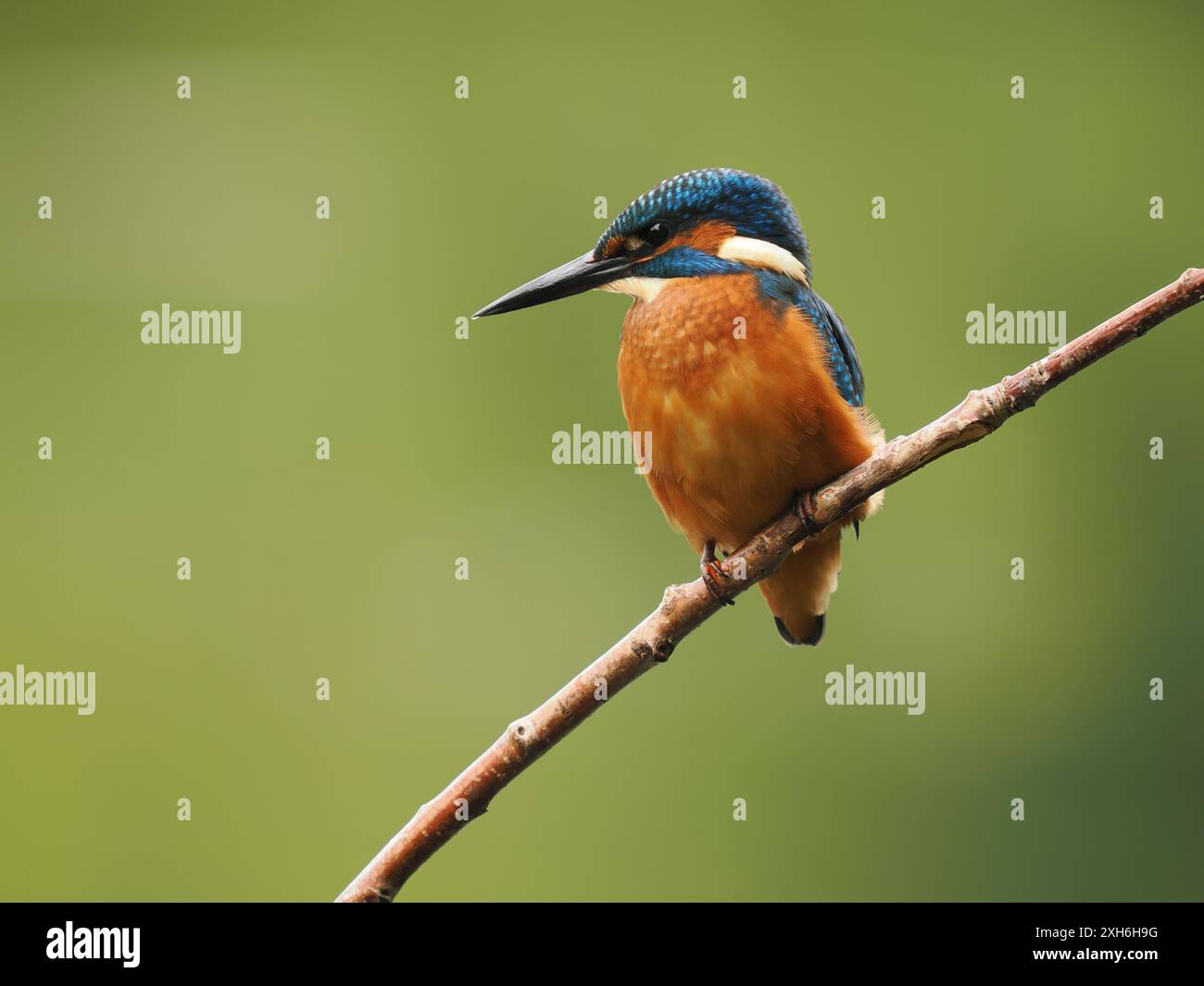 Jungvögel halten nach oben Ausschau nach Raubtieren und schauen für ihre nächste Mahlzeit ins Wasser. Stockfoto