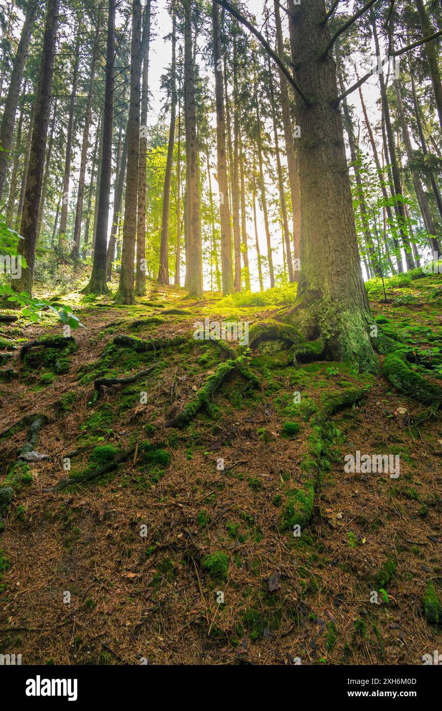 Der Waldweg im Babiccino Valley schlängelt sich durch üppiges Grün und bietet einen ruhigen Rückzugsort inmitten der Schönheit der Natur, perfekt zum Wandern und Erkunden Stockfoto