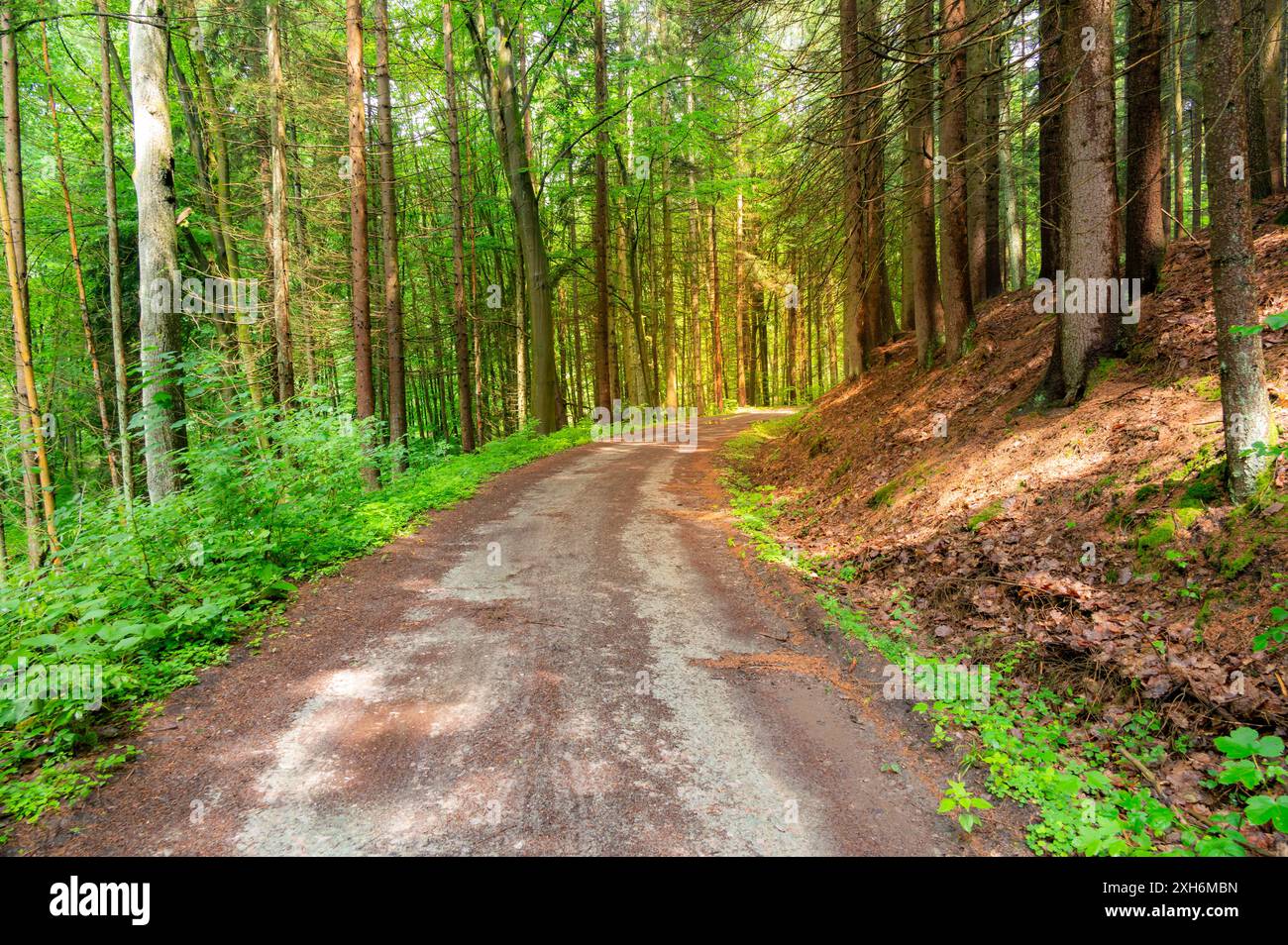 Der Waldweg im Babiccino Valley schlängelt sich durch üppiges Grün und bietet einen ruhigen Rückzugsort inmitten der Schönheit der Natur, perfekt zum Wandern und Erkunden Stockfoto