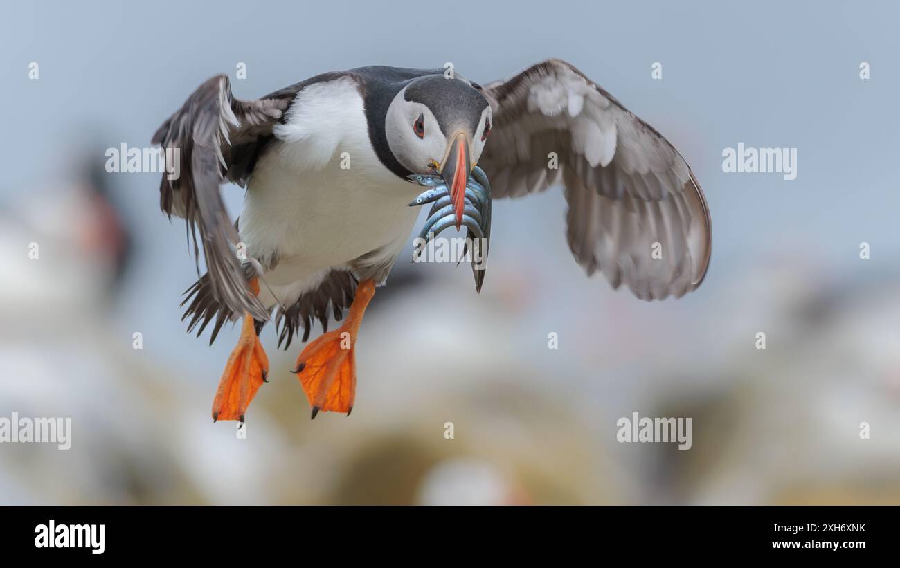 Atlantischer Puffin. Insel Mai. Stockfoto