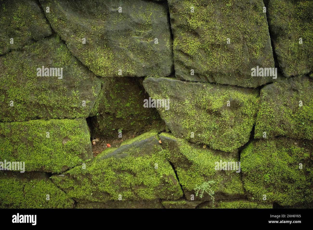 Die Hintergrundstruktur von Moos auf einer Ziegelwand mit fehlenden Steinen Stockfoto