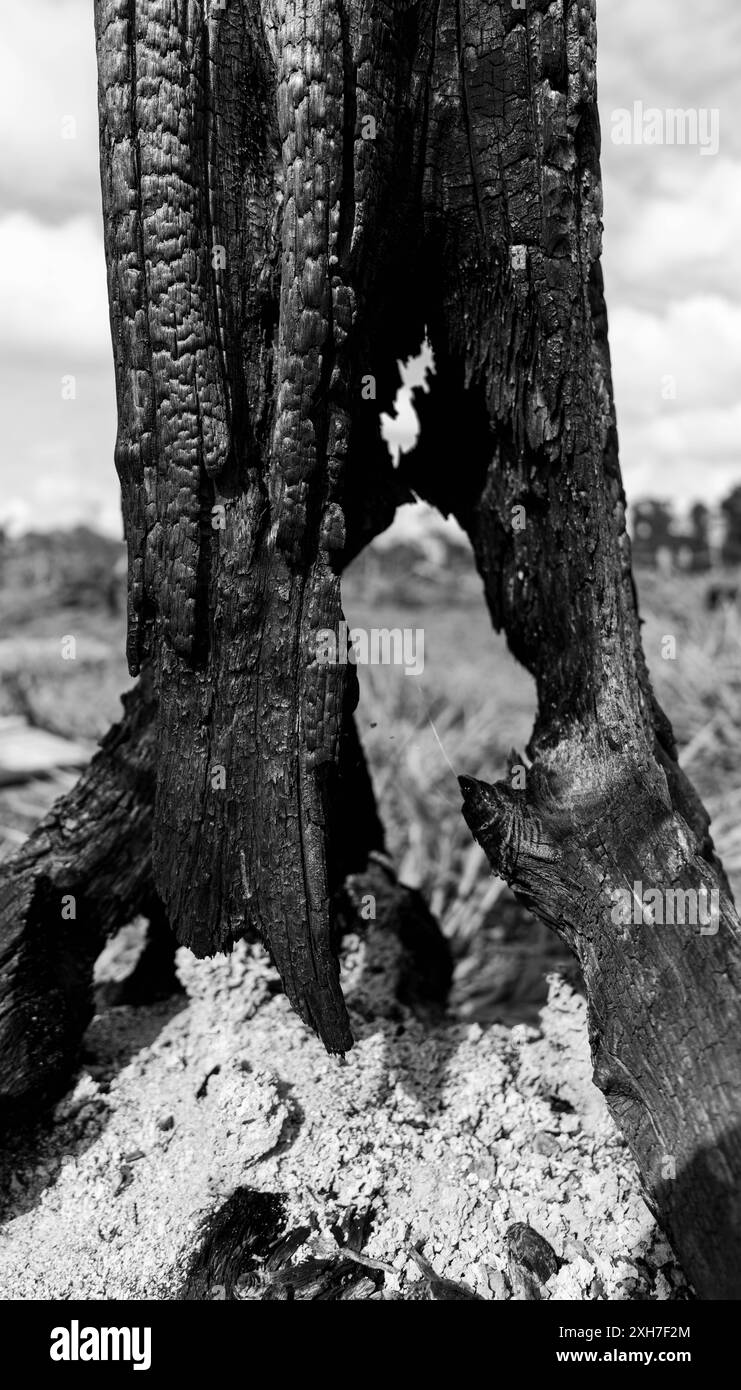 Formen eines verbrannten Baumes Stockfoto