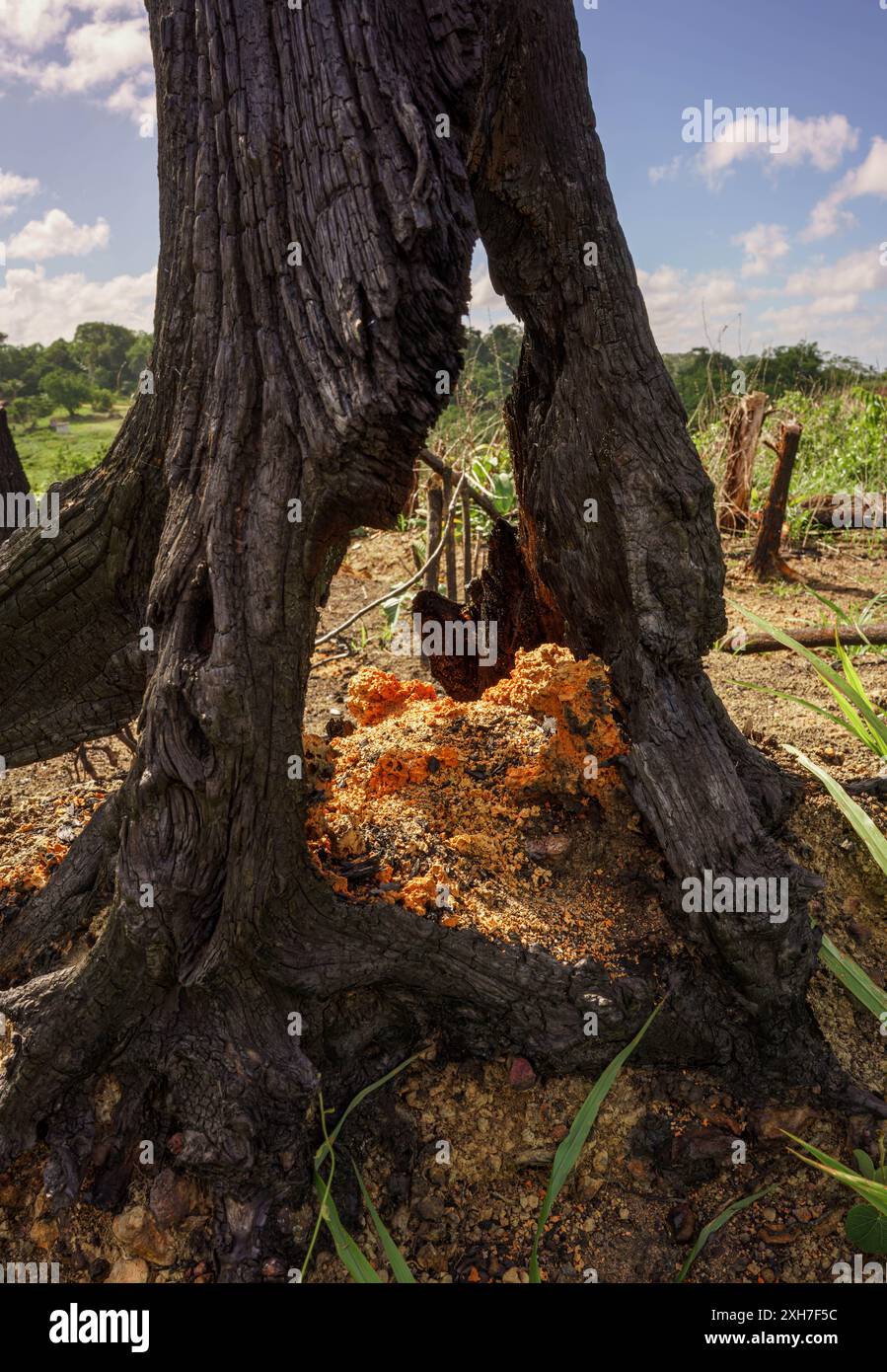 Formen eines verbrannten Baumes Stockfoto