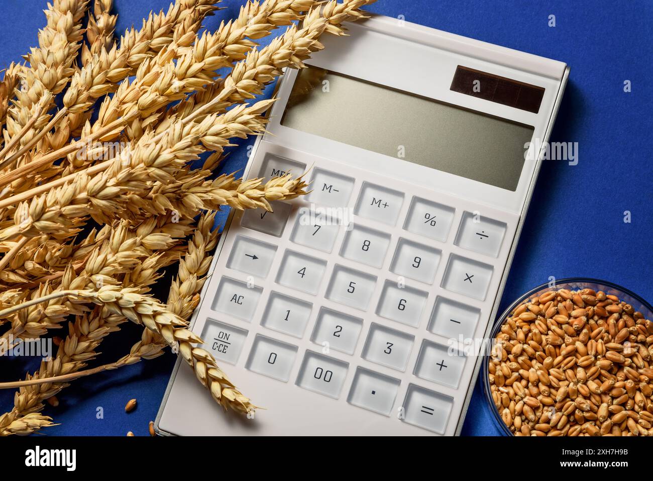 Weizenkorn und Weizenohren auf einem Labortisch. Prüfung der Getreidequalität und der Pestizidspuren. Draufsicht. Untersuchungen zur genetischen Modifikation bei landwirtschaftlichen Weizen. Agrarforschung Stockfoto