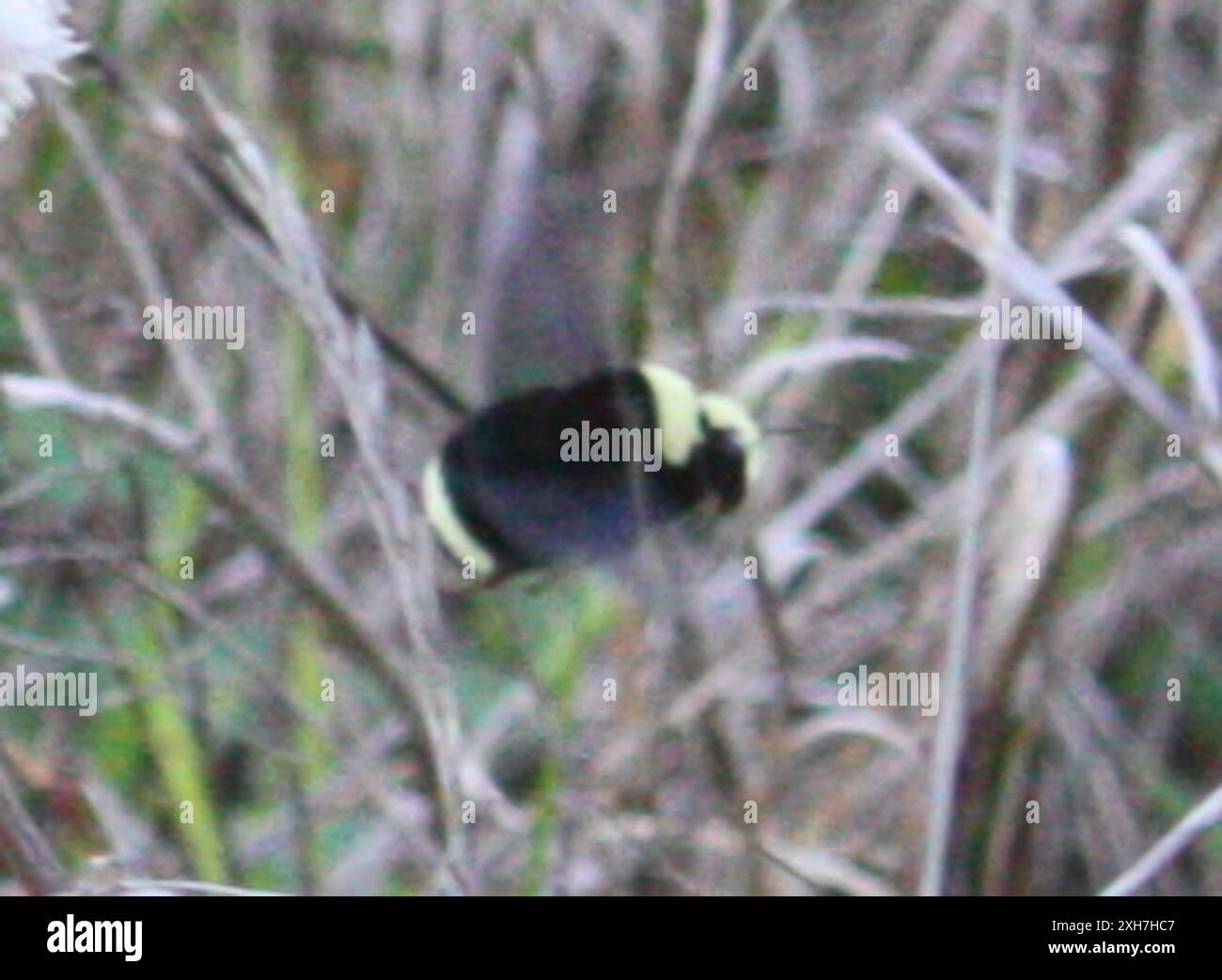 Gelbe Hummel (Bombus vosnesenskii) 37.78413009643555, -122,50931549072266 gelbe Hummel (Bombus vosnesenskii) 37.78413009643555, -122,50931549072266 Stockfoto