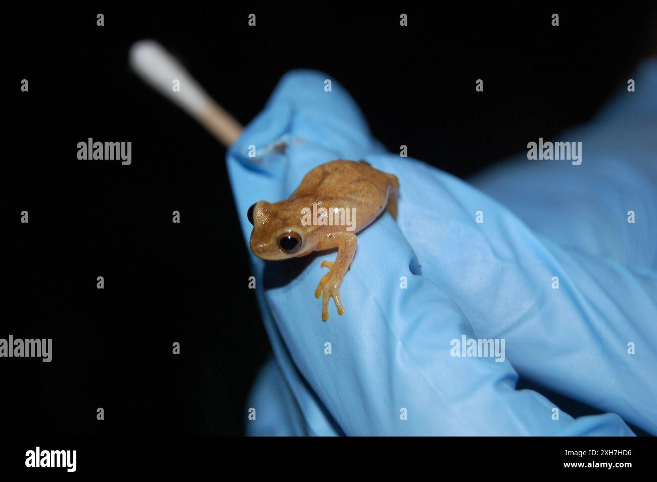 San Carlos Treefrog (Dendropsophus phlebodes) La Suerte, Costa Rica Stockfoto