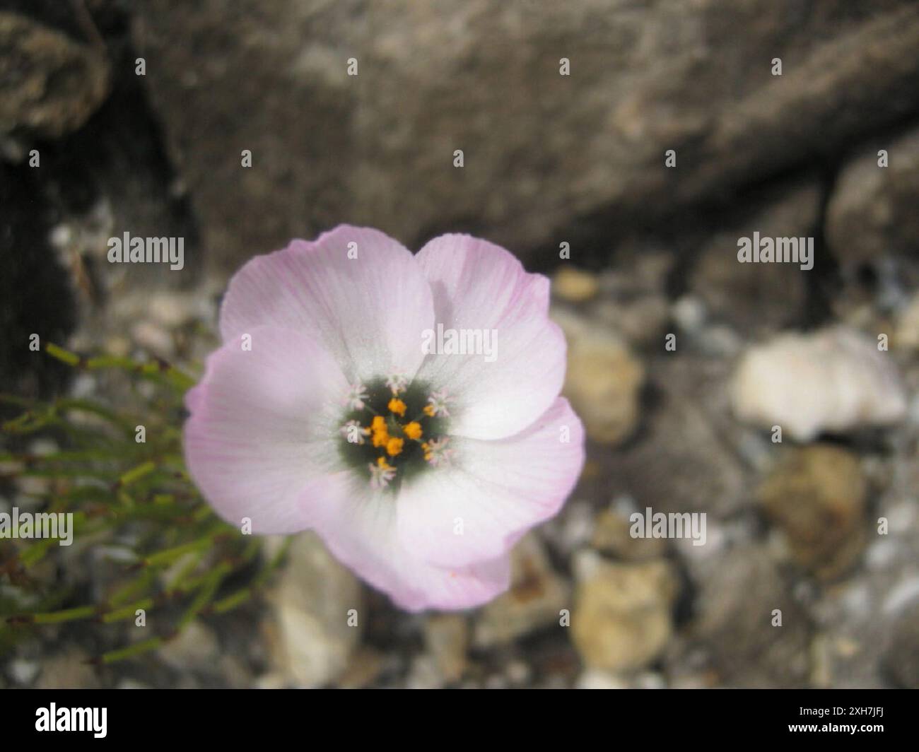 Mohnblühender Sonnentau (Drosera cistiflora) Doringrivier westlich von Zebrafontein in den Outeniquas Stockfoto