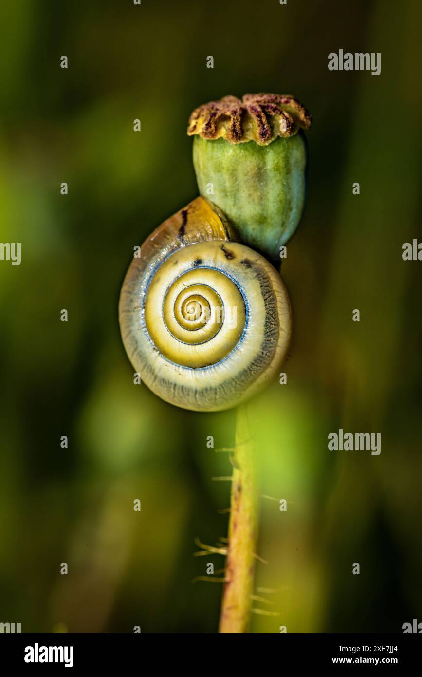 Eine Schnecke auf dem Feld Stockfoto