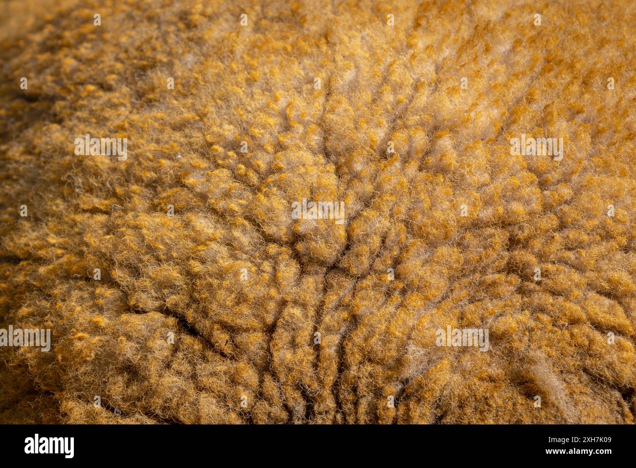 Großaufnahme der goldgelben Farbe Cheviot Schafvlies, Wolle auf Schaf, Eglwysbach, Wales, Großbritannien Stockfoto