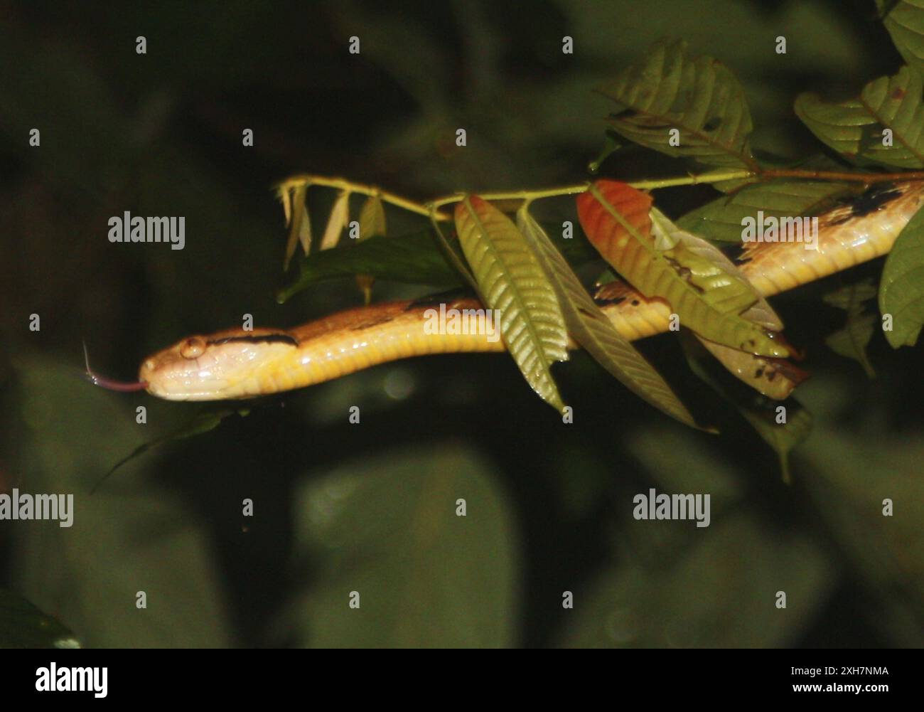 Hundezahnkatzenschlange (Boiga cynodon) Danum Valley Stockfoto