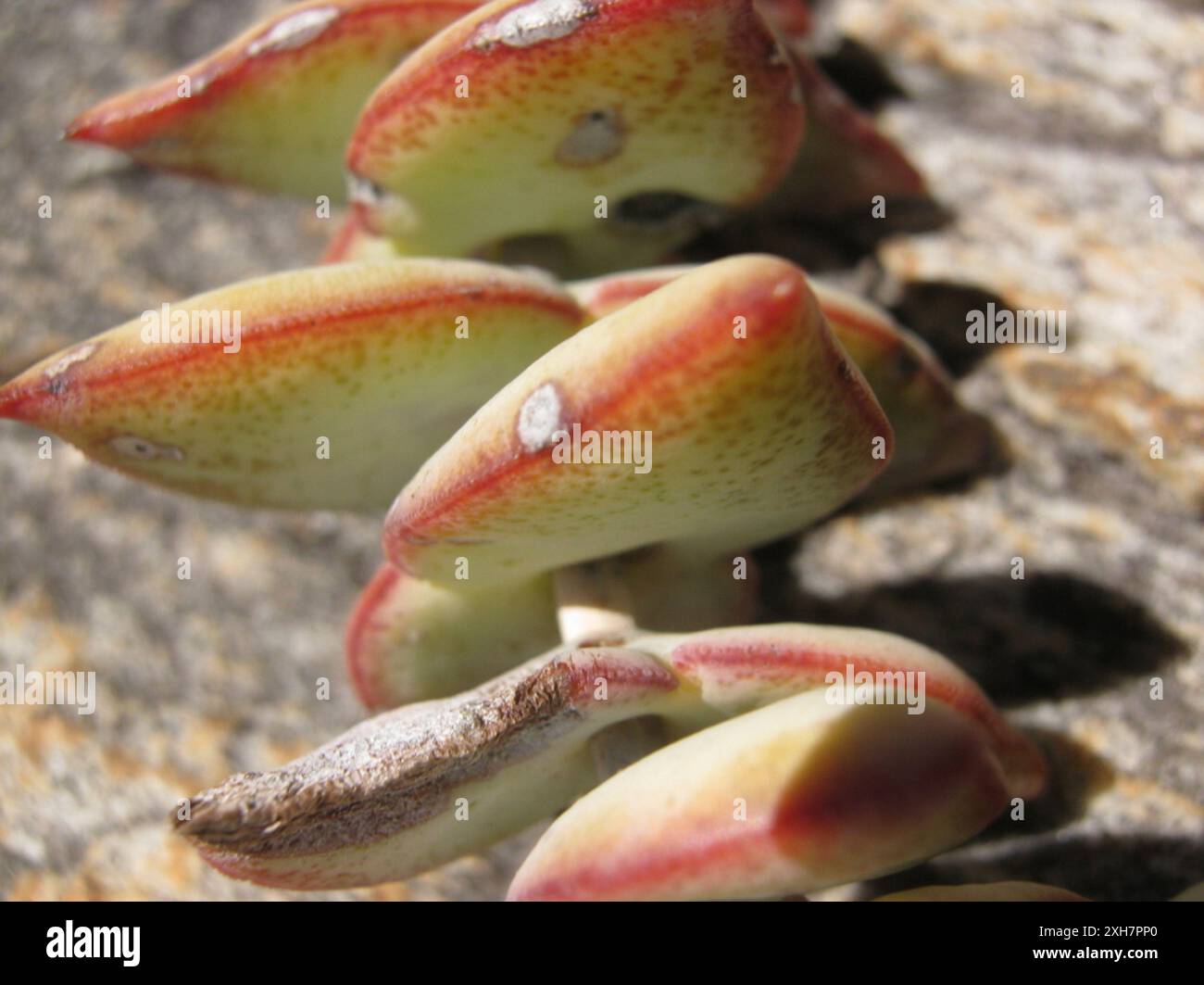 Knöpfchen (Crassula perforata perforata) Eseljacht Rd nördlich des Outeniquas Stockfoto