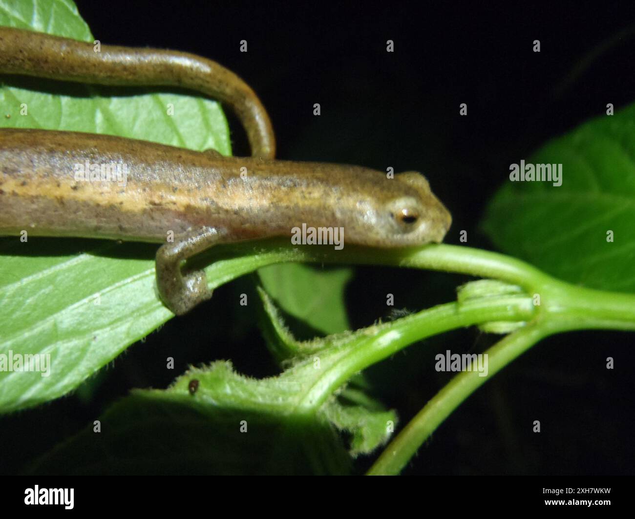 Mombacho Salamander (Bolitoglossa mombachoensis) DIGITALKAMERA OLYMPUS, Nicaragua Stockfoto