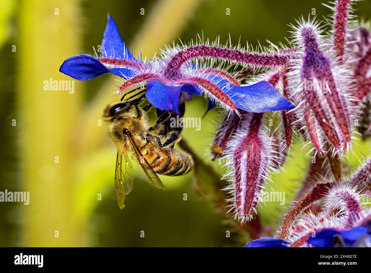 Eine Honigbiene auf einer Blume Stockfoto