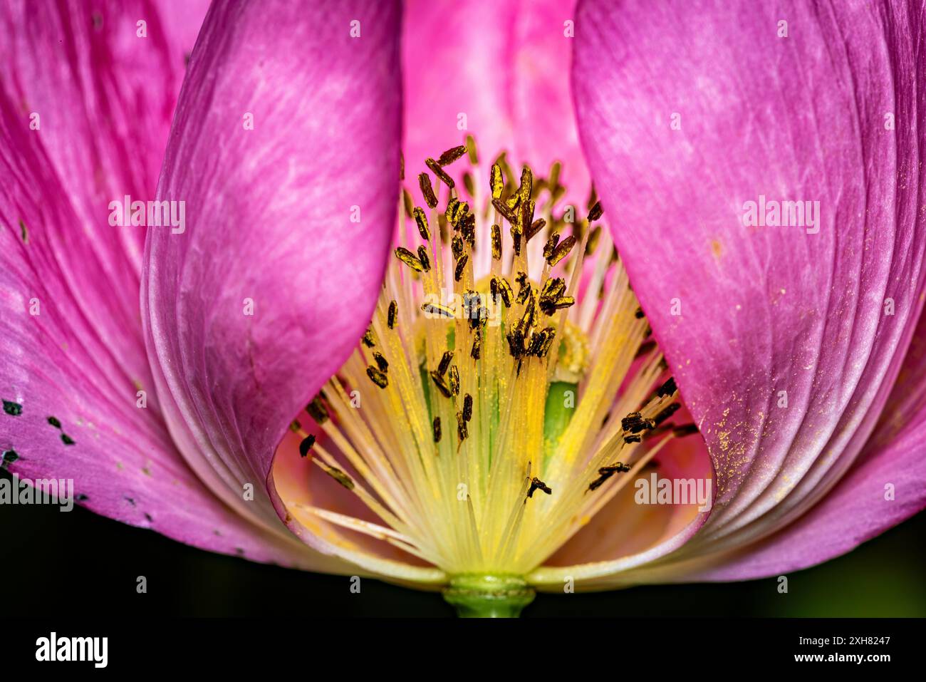 Rosa Opiummohn auf einem Feld Stockfoto