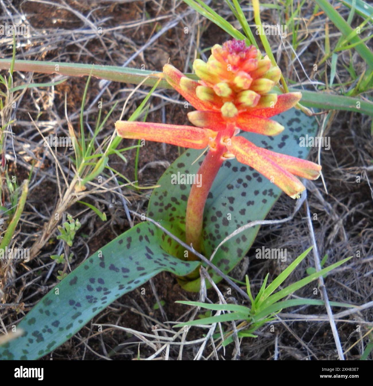 Rote Viooltjie (Lachenalia bulbifera) Gouriqua an der Südkapküste: Gouriqua an der Südkapküste Stockfoto