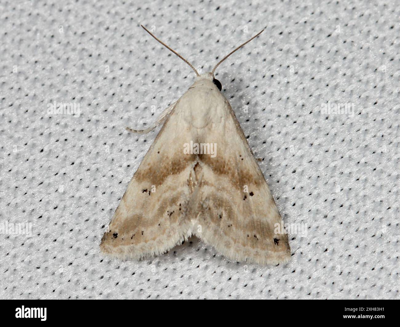 Everlasting Bud Moth (Eublemma minima) Knowland Park, Oakland, Kalifornien Stockfoto