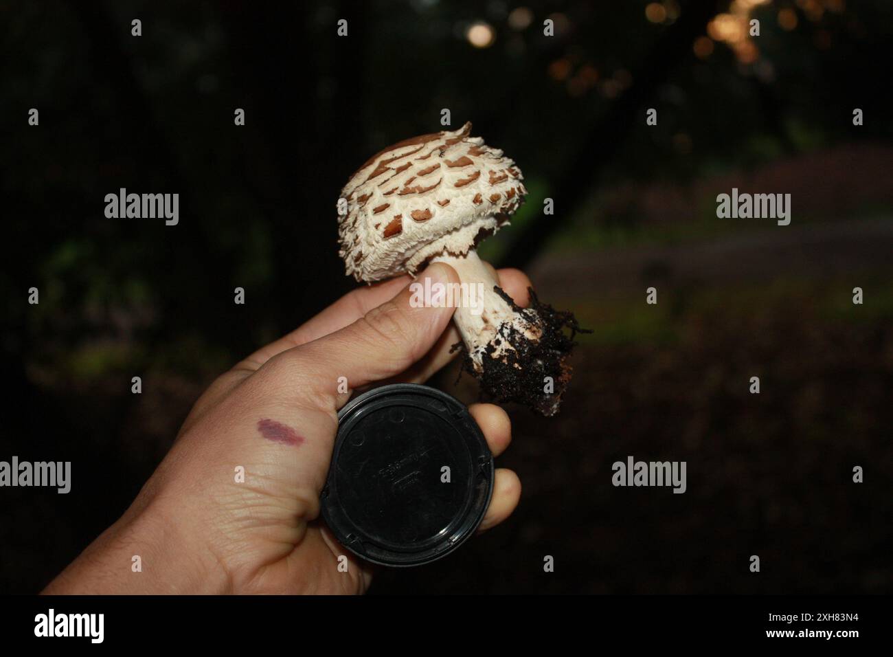 The Prince (Agaricus augustus), Golden Gate Park, San Francisco County, US-CA, USA Stockfoto