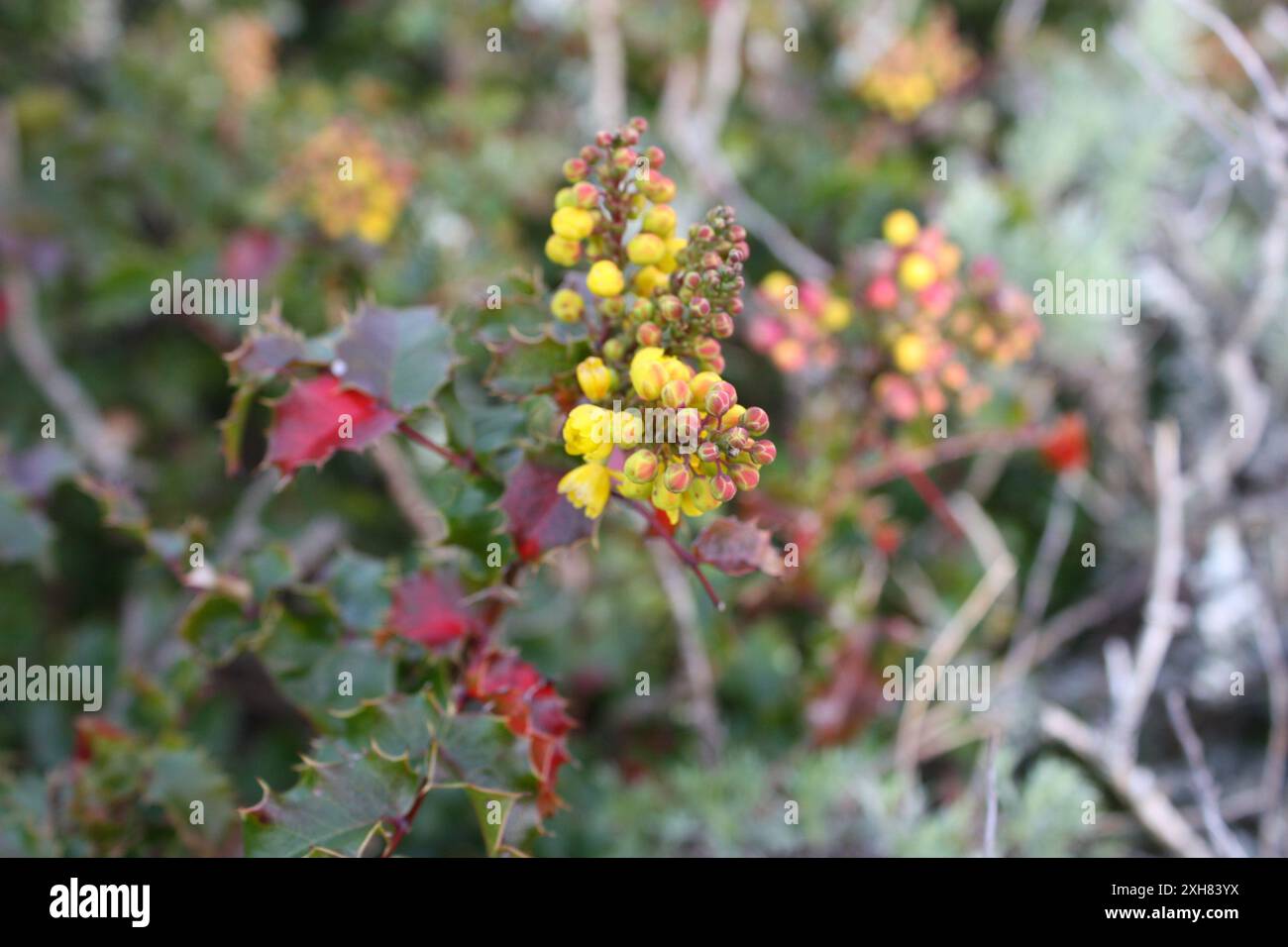 Kalifornische Berberitze (Berberis pinnata) san bruno Mountain Stockfoto