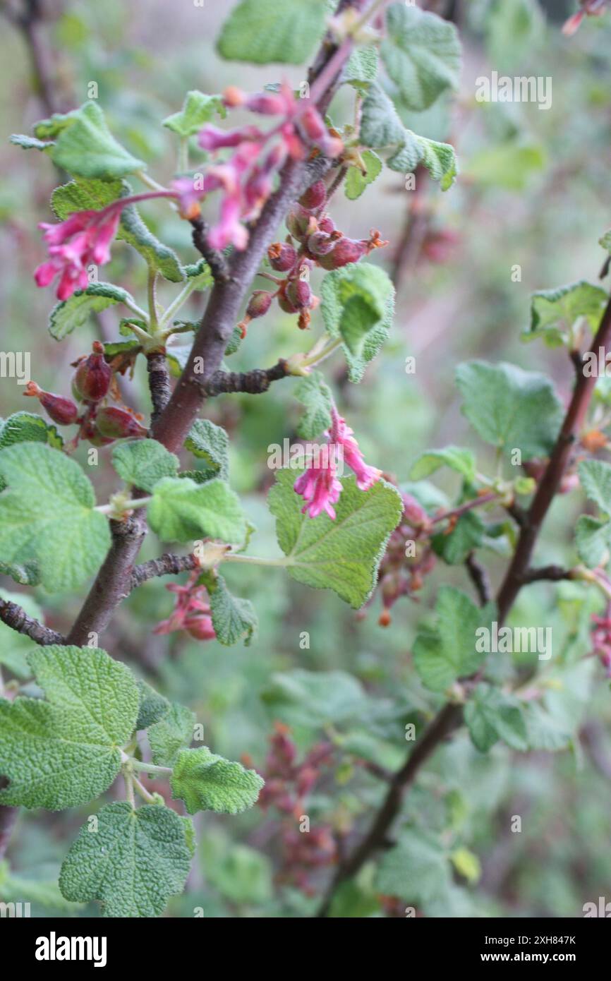 Chaparral Johannisbeere (Ribes malvaceum) san bruno Berg Stockfoto