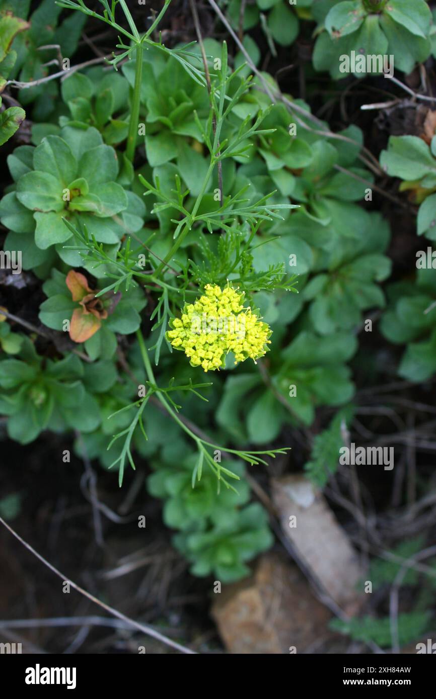 Biscuitroots (Lomatium) san bruno Berg Stockfoto