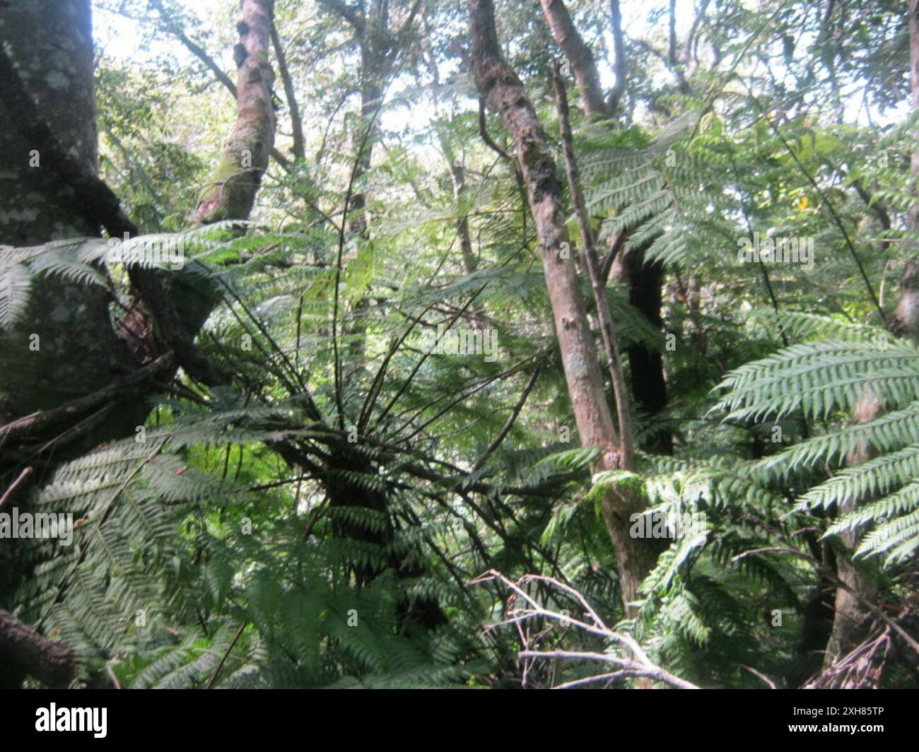 Waldbaumfarn (Cyathea capensis) Tonnelbos in den Outeniquas Stockfoto