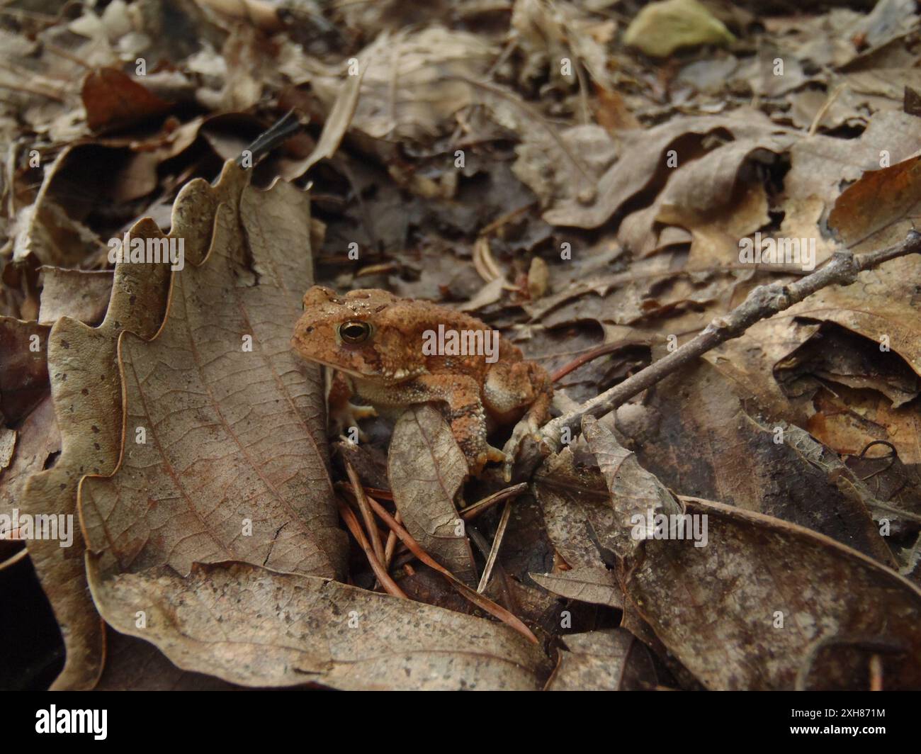 Fowler's Toad (Anaxyrus fowleri) OLYMPUS DIGITALKAMERA, Savage Gulf State Natural Area, TN Stockfoto