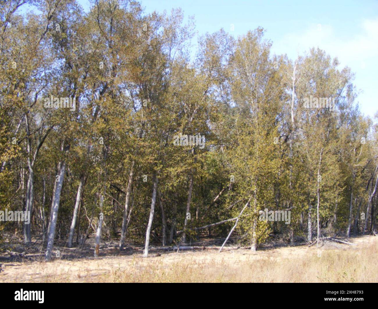 Lebombo Ironwood (Androstachys johnsonii) 416, Funhalouro: Auf der Sasol-Pipeline-Route. Stockfoto