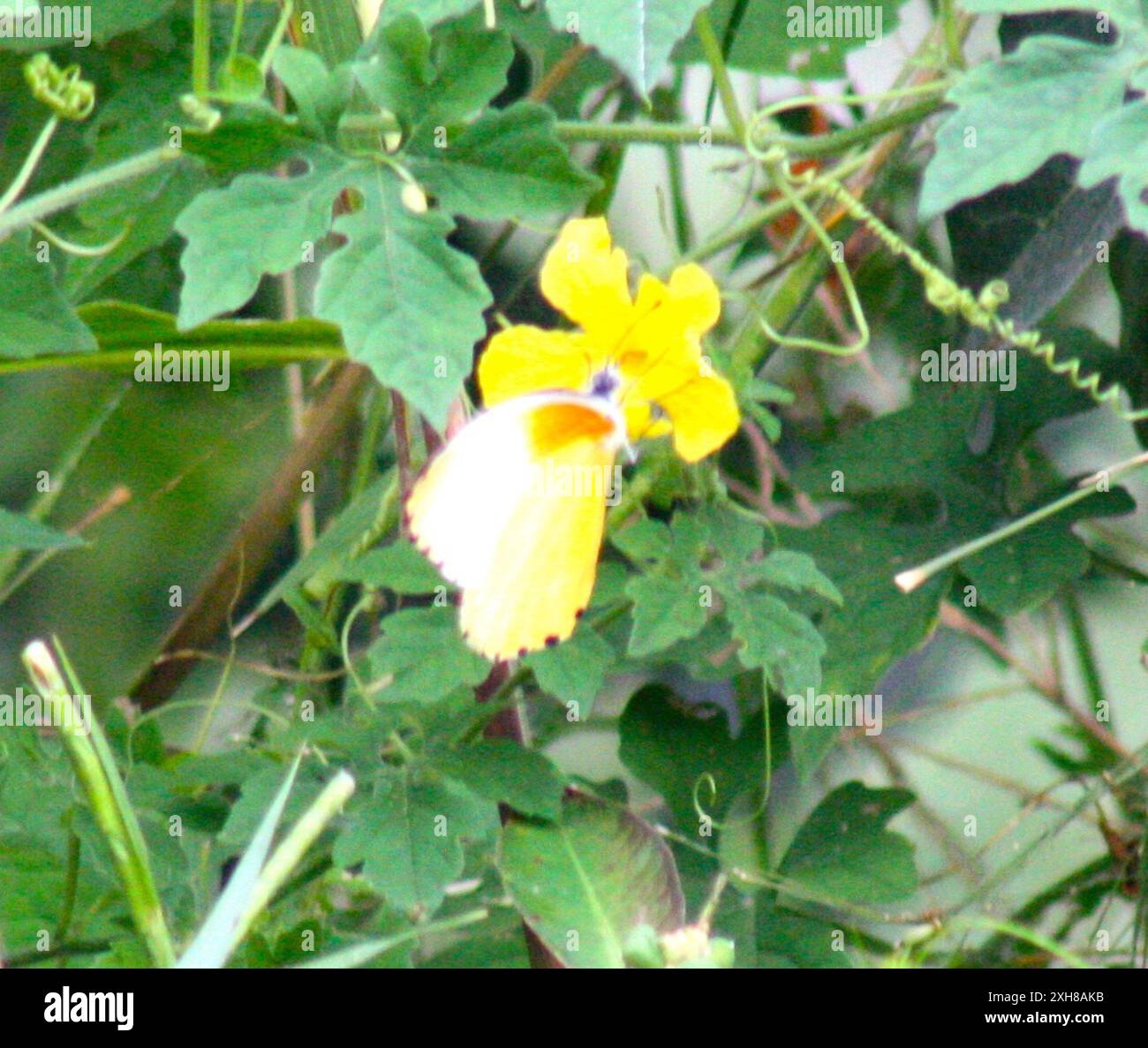 Gemeinsame gepunktete Grenze (Mylothris agathina agathina) , skukuza Stockfoto