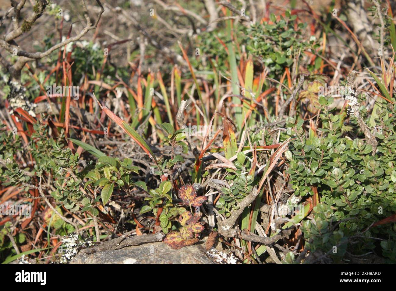 Iris, San Bruno Mountain Stockfoto