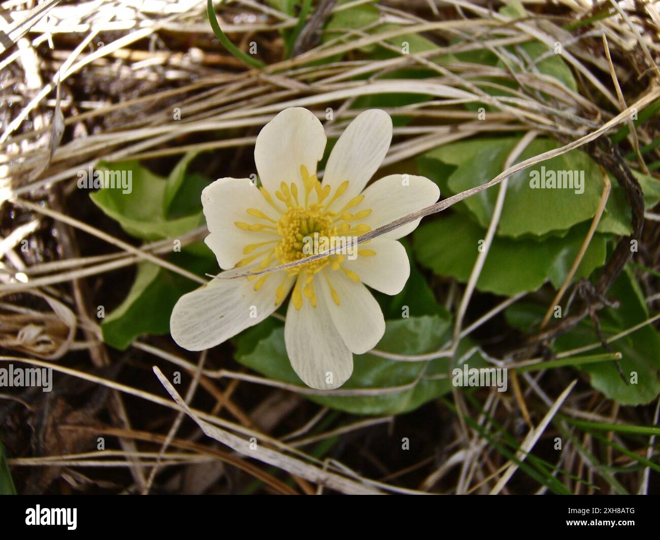 Weiße Sumpfbarsche (Caltha leptosepala) OLYMPUS DIGITALKAMERA, Sagehen Creek Field Station Stockfoto