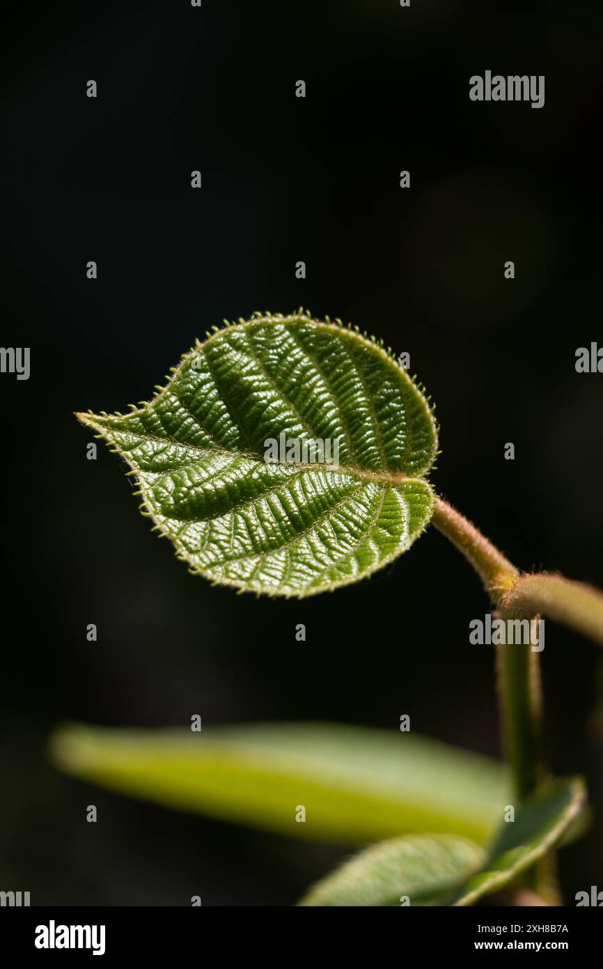 Details von einem grünen Blatt Stockfoto