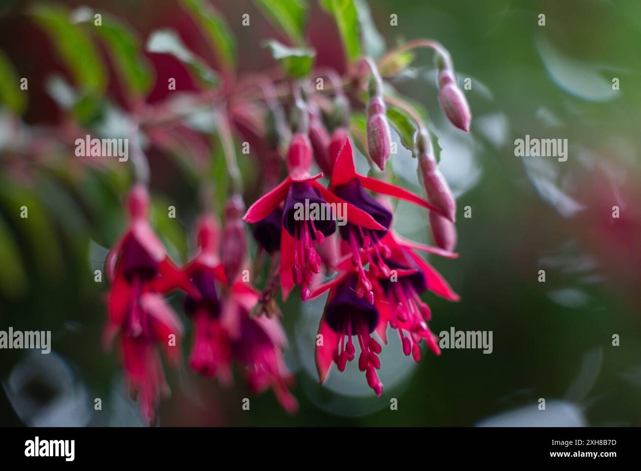 Details der rosa Blüten Stockfoto