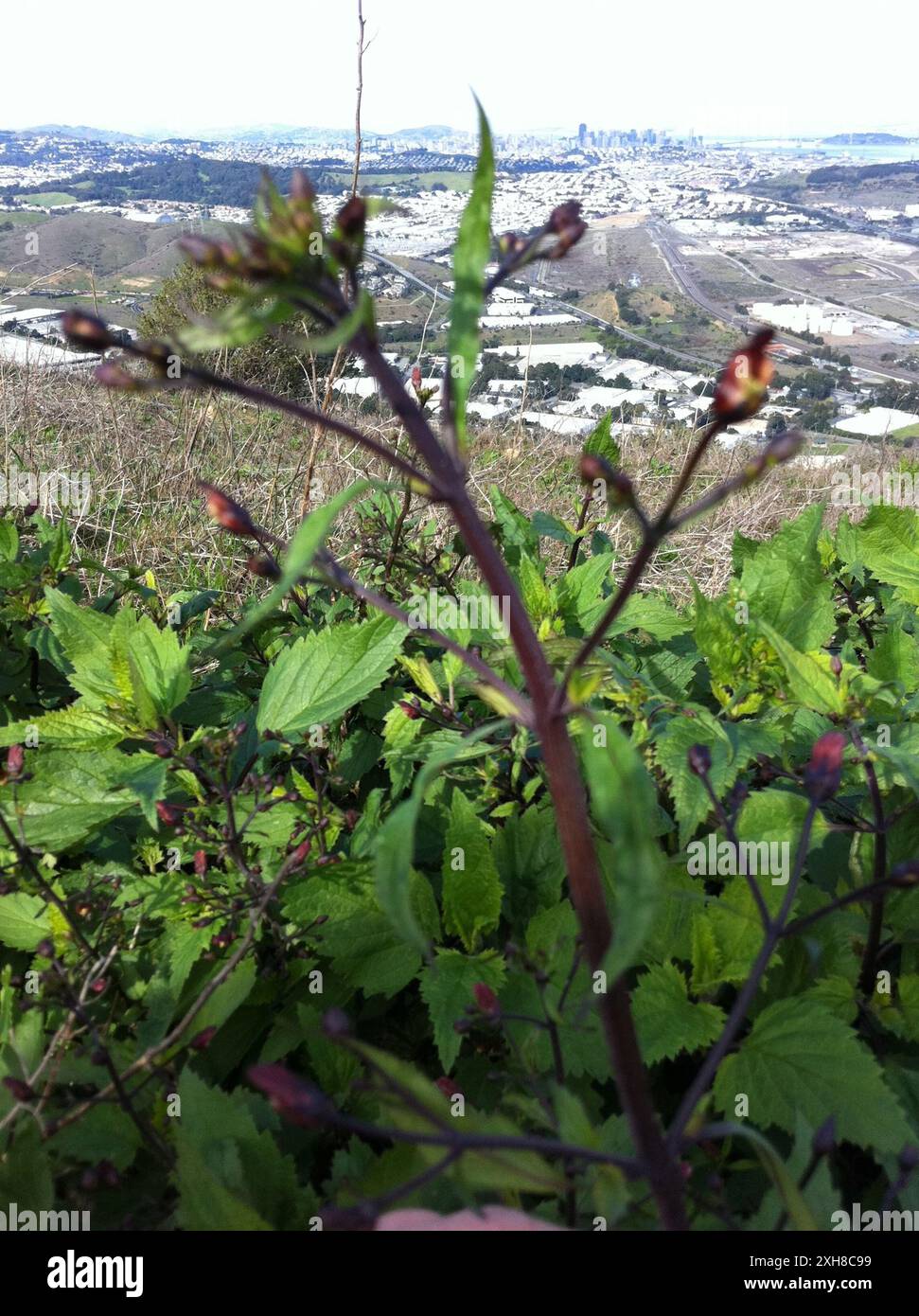 Kalifornische Bienenpflanze (Scrophularia californica), San Bruno Mountain Stockfoto