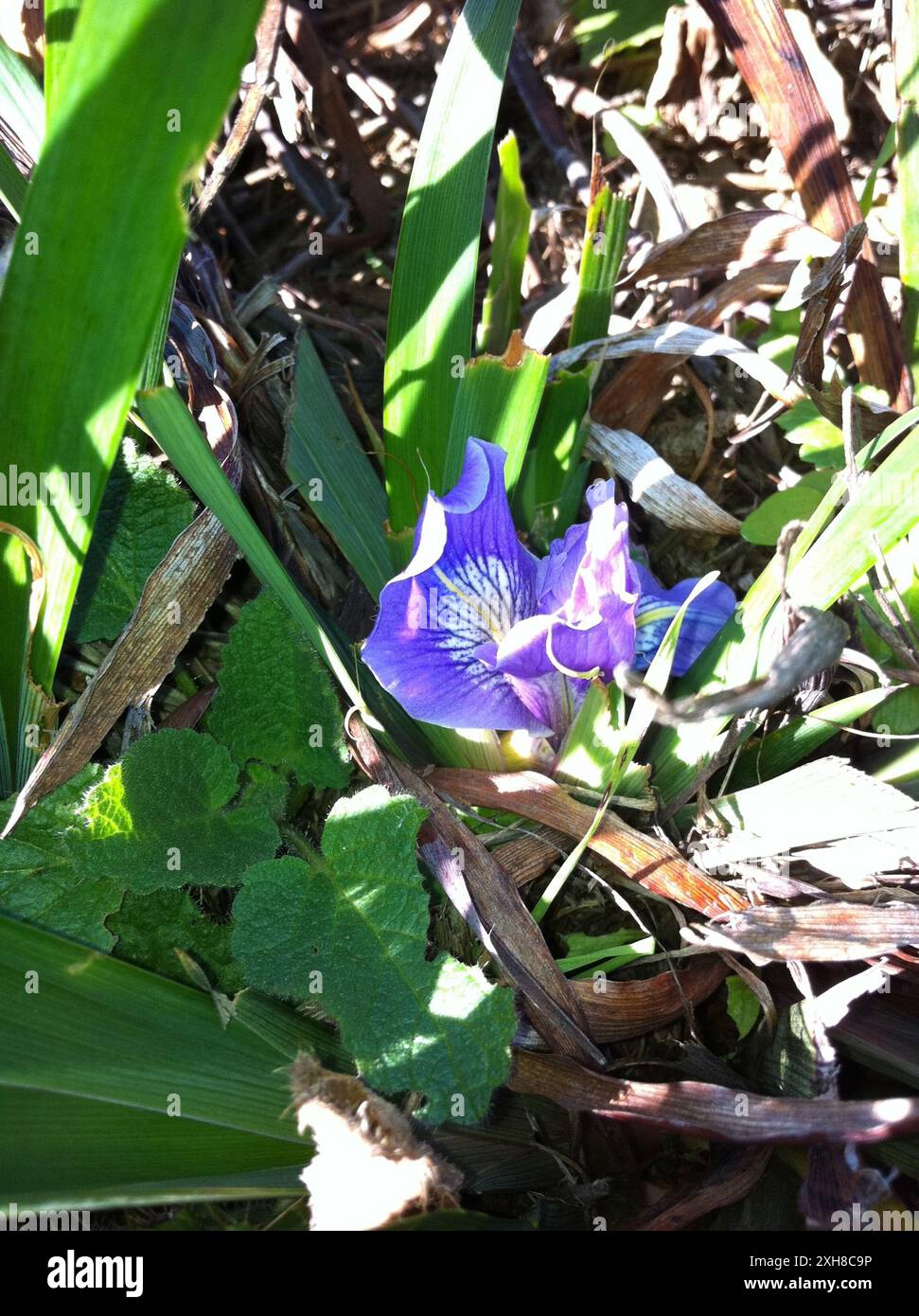 Douglas Iris (Iris douglasiana), San Bruno Mountain Stockfoto