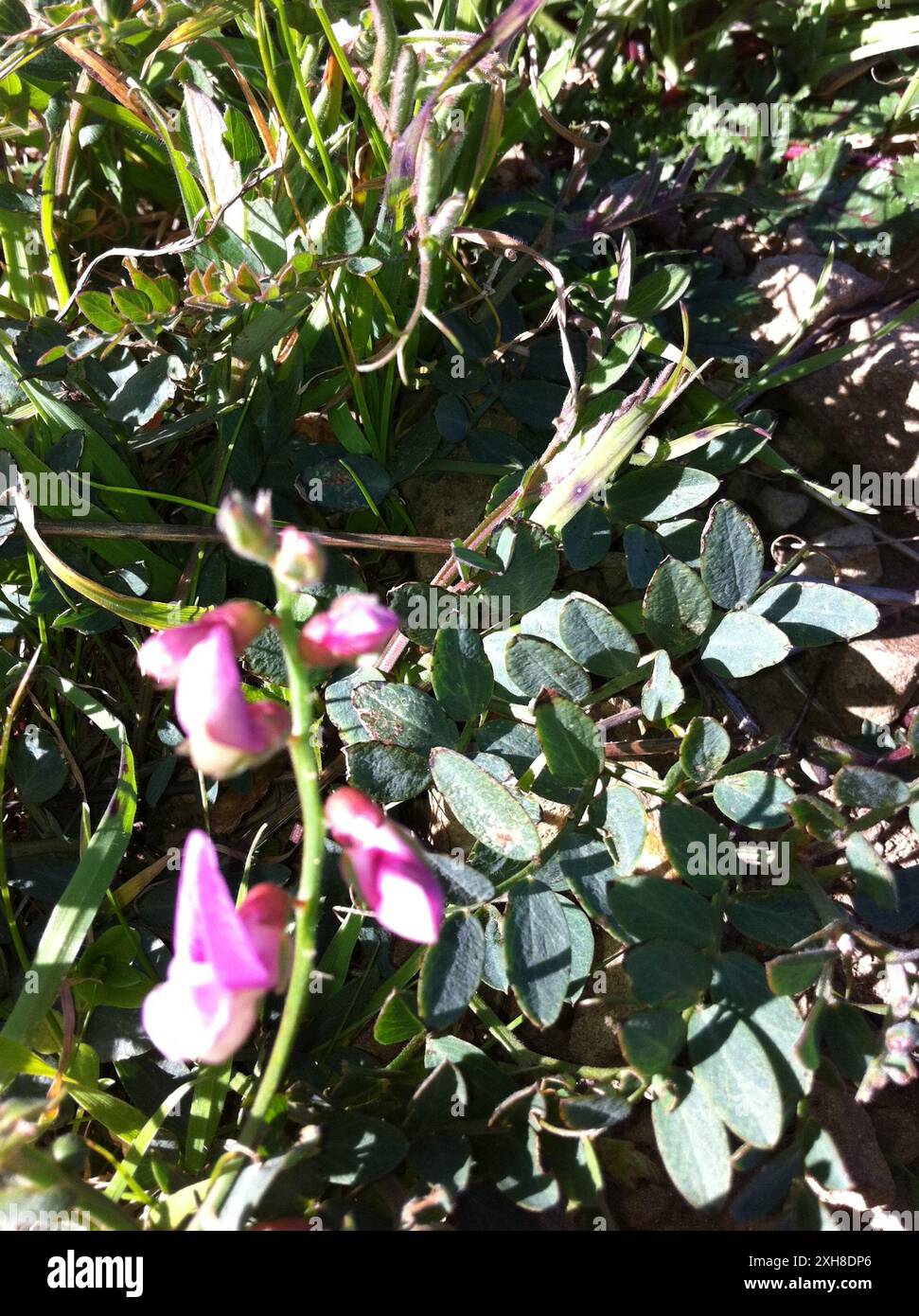 Pazifikerbse (Lathyrus vestitus), San Bruno Mountain Stockfoto