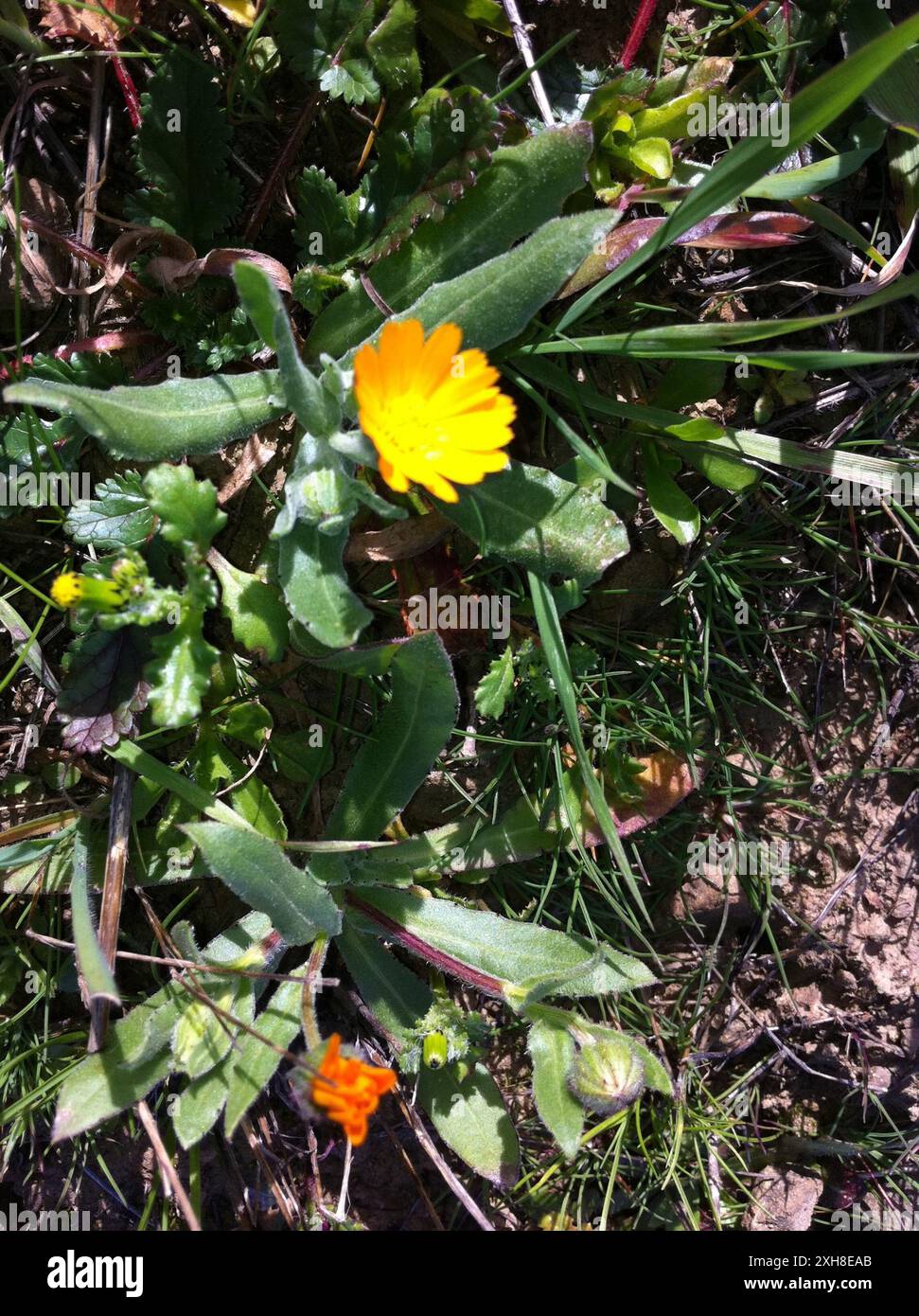 Ringelblume (Calendula arvensis), San Bruno Mountain Stockfoto