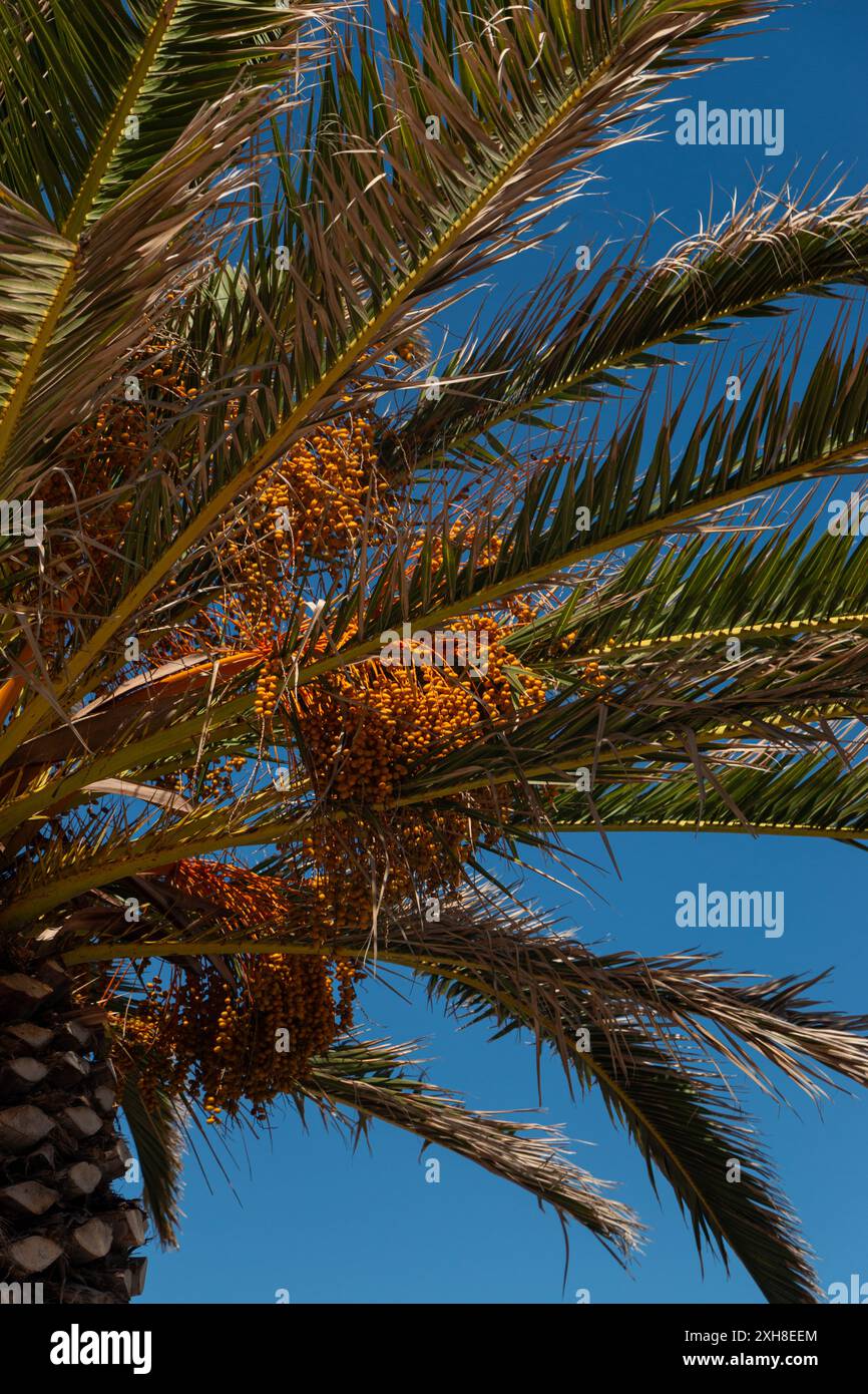 Palmendetails Stockfoto