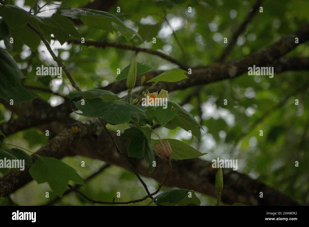 Blume auf einem Baum Stockfoto